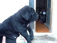 cucciolo di cane corso bianco